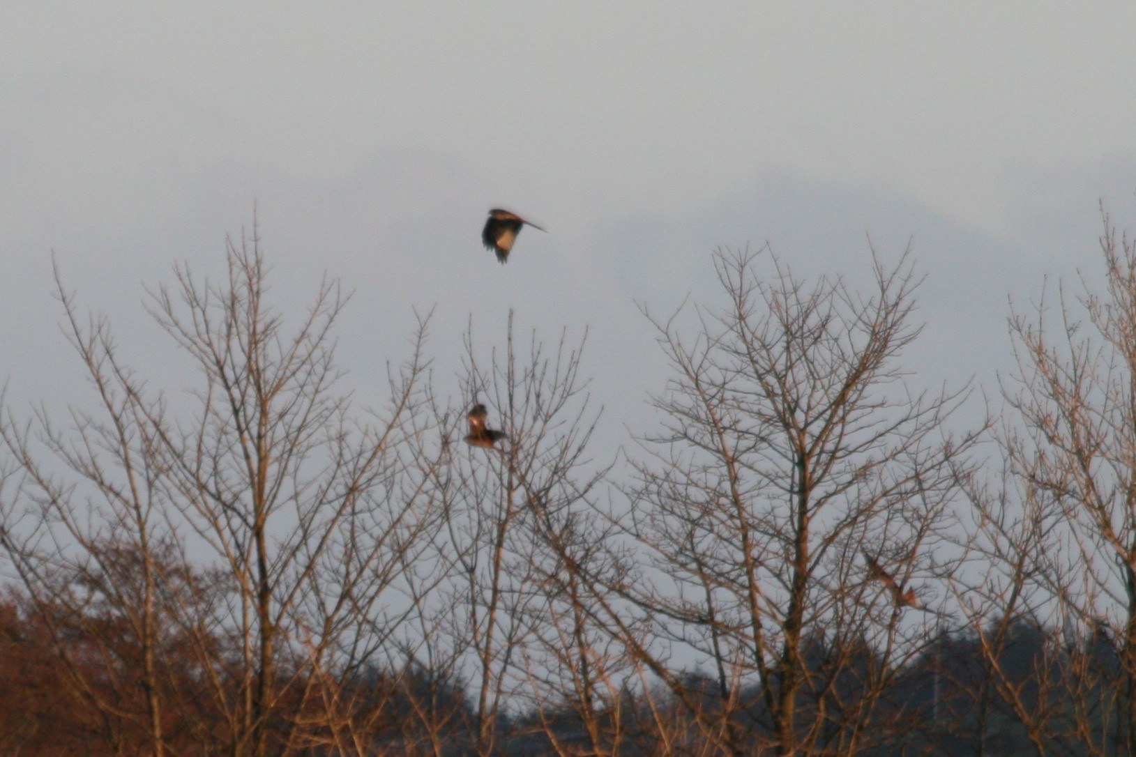 Red Kite 2