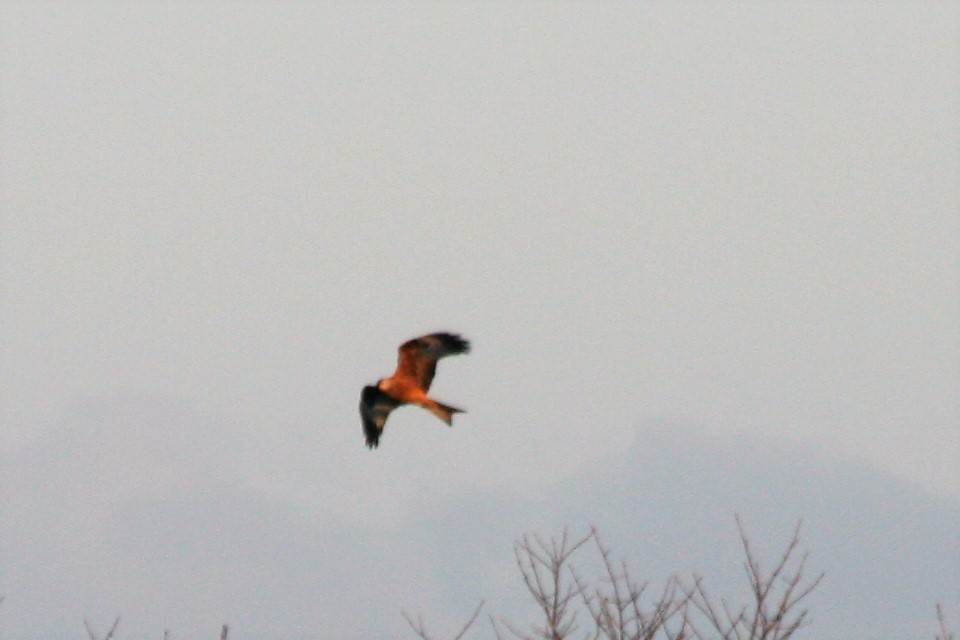 Red Kite